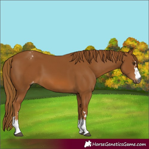 Horse Color:Gray Chestnut Appaloosa