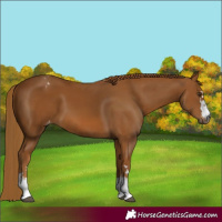 Horse Color:Gray Chestnut Appaloosa 