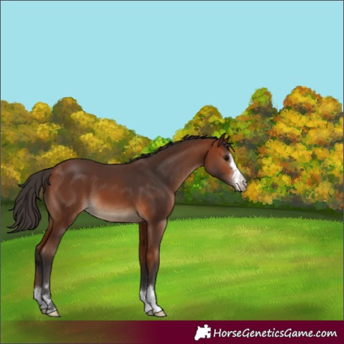 Horse Color:Unknown 