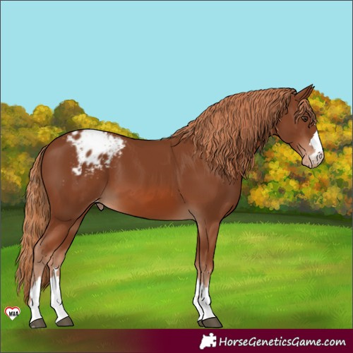 Horse Color:Chestnut Appaloosa