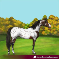 Horse Color:Gray Bay Near Leopard 