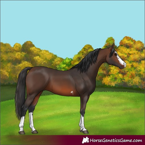 Horse Color:Brown
