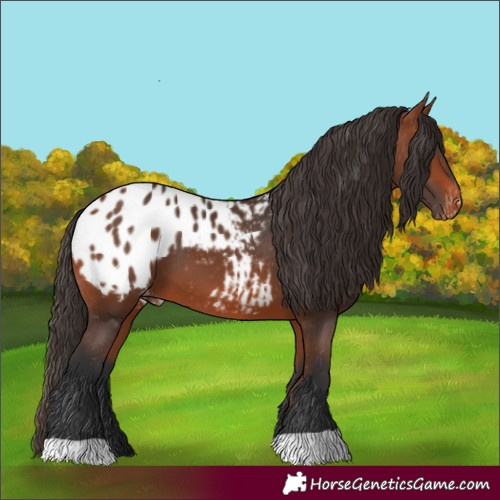 Horse Color:Bay Appaloosa 