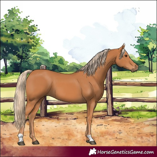 Horse Color:Chestnut 