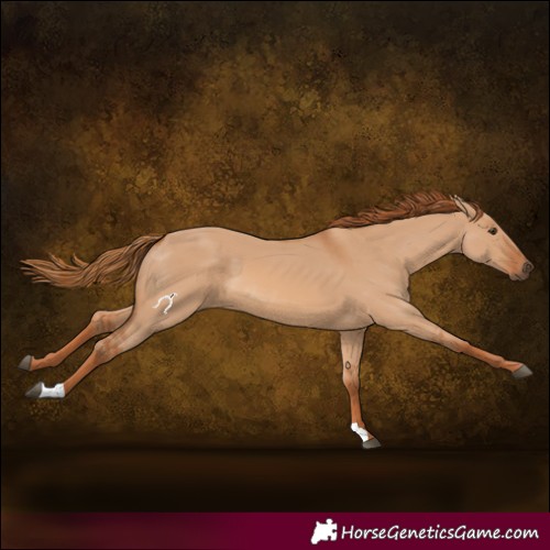 Horse Color:Red Dun 