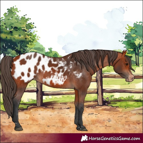 Horse Color:Bay Appaloosa 