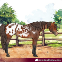 Horse Color:Bay Appaloosa 