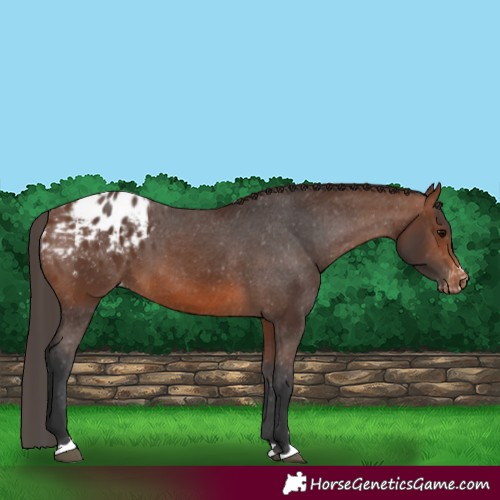 Horse Color:Brown Blanket 