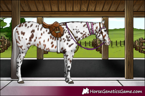 Horse Color:Brown Appaloosa