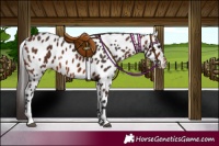 Horse Color:Brown Leopard