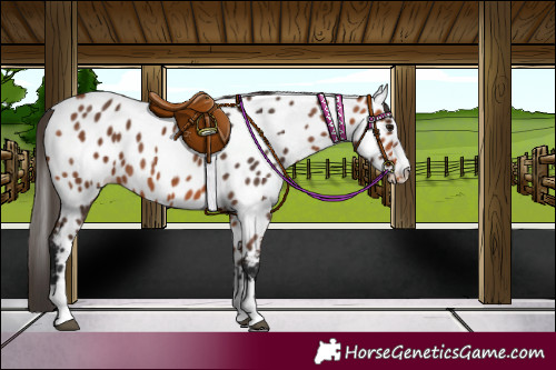 Horse Color:Bay Appaloosa