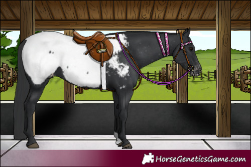 Horse Color:Black Appaloosa