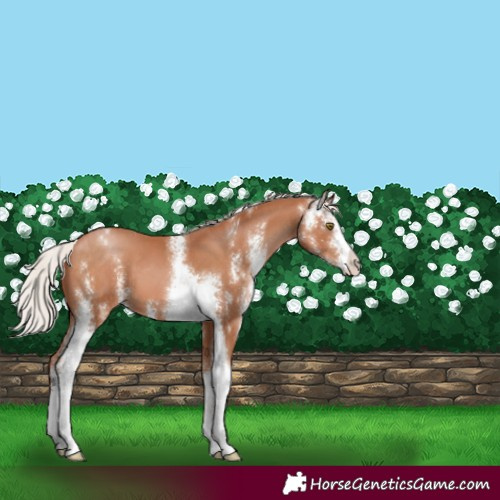 Horse Color:Silver Bay Pearl Sabino 