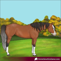 Horse Color:Bay Splash