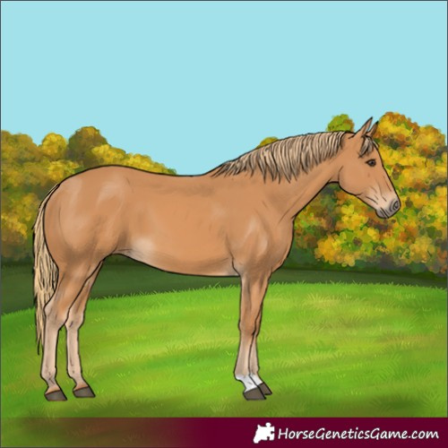 Horse Color:Chestnut 