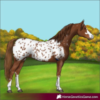 Horse Color:Gray Chestnut Near Leopard