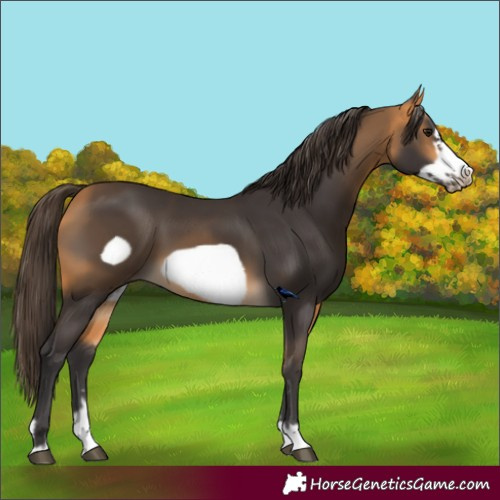 Horse Color:Buckskin Frame 