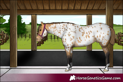 Horse Color:Buckskin Appaloosa 