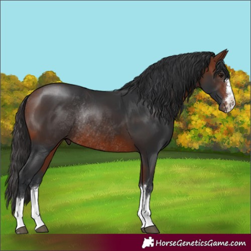 Horse Color:Bay Rabicano 