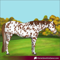 Horse Color:Gray Chestnut Leopard