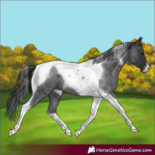 Horse Color:Blue Roan Tobiano 