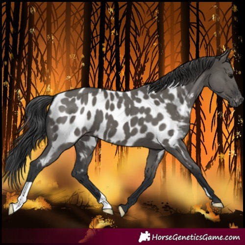 Horse Color:Grullo Near Leopard