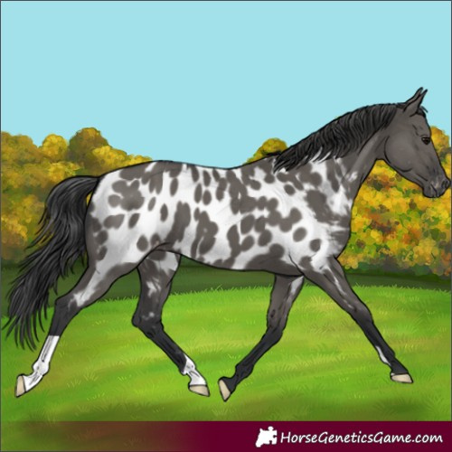 Horse Color:Grullo Appaloosa 