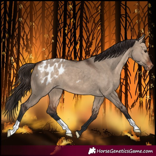 Horse Color:Bay Dun Blanket