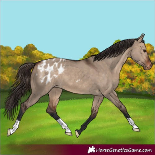 Horse Color:Bay Dun Appaloosa