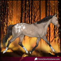 Horse Color:Bay Dun Blanket 