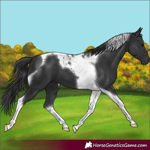 Horse Color:Black Tobiano