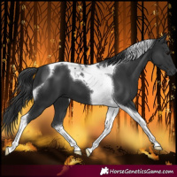 Horse Color:Black Tobiano 