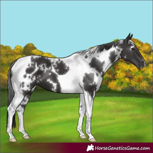 Horse Color:White Spotted Smoky Black Tobiano 