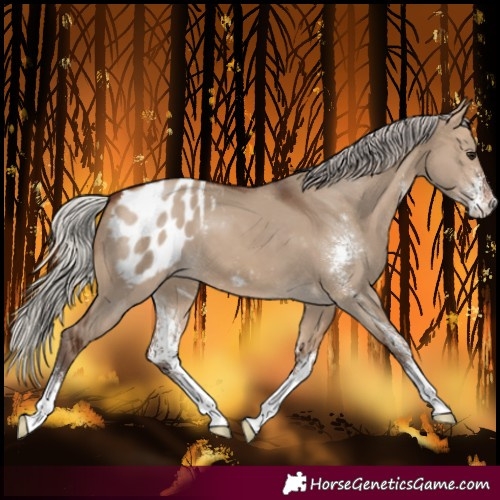 Horse Color:Silver Bay Dun Sabino Varnish