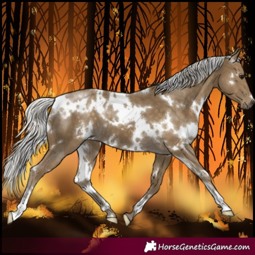 Horse Color:White Spotted Silver Smoky Black
