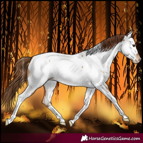 Horse Color:Red Dun Tobiano Near Fewspot 