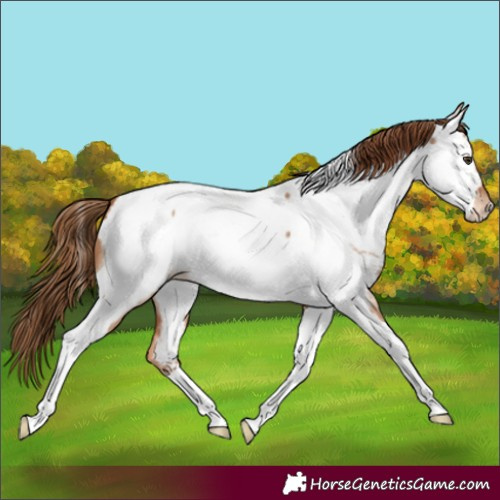 Horse Color:Red Dun Tobiano Appaloosa