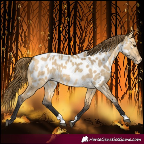 Horse Color:Buckskin Dun Near Leopard