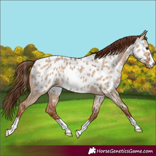 Horse Color:Red Dun Appaloosa