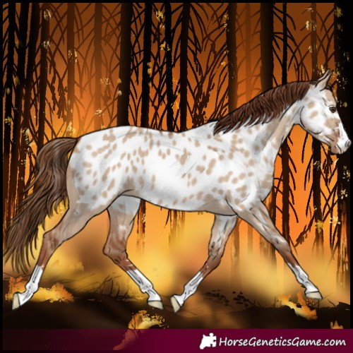 Horse Color:Red Dun Blanket