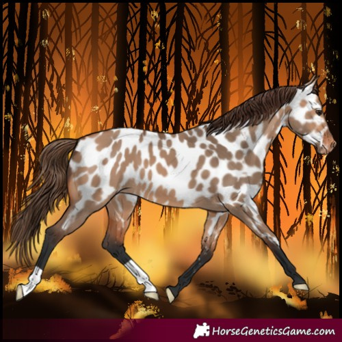 Horse Color:Bay Dun Near Leopard 