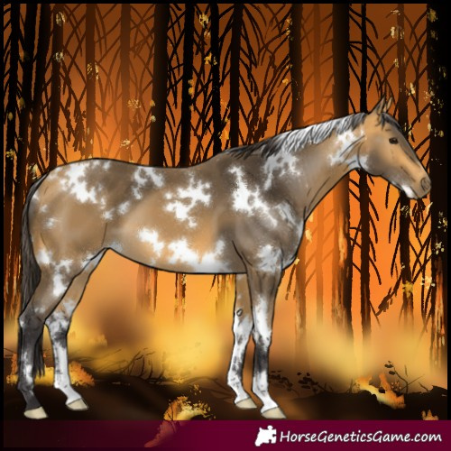 Horse Color:White Spotted Buckskin
