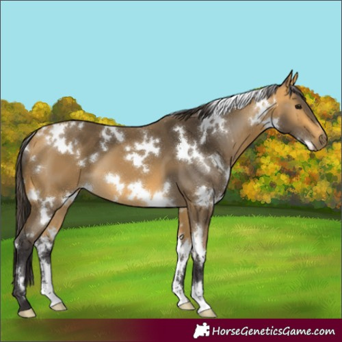 Horse Color:White Spotted Buckskin