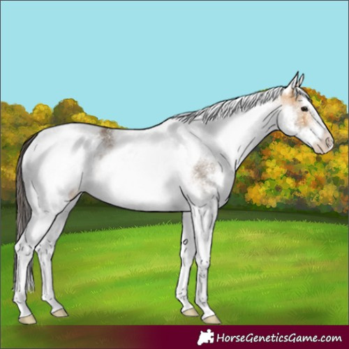 Horse Color:White Spotted Buckskin Tobiano 