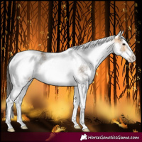 Horse Color:White Spotted Buckskin Tobiano 