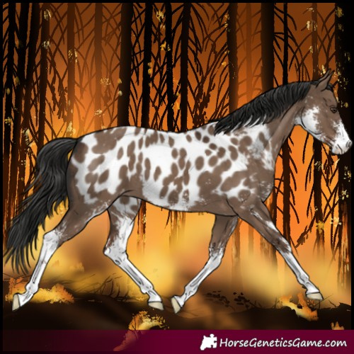 Horse Color:Liver Red Dun Sabino Blanket 