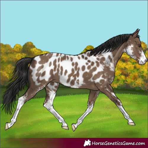 Horse Color:Liver Red Dun Sabino Appaloosa