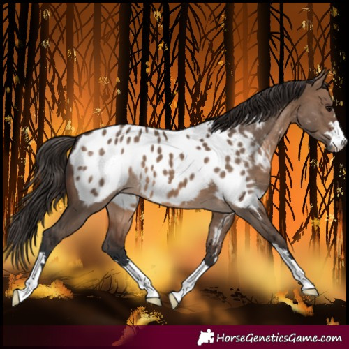 Horse Color:Brown Dun Near Leopard 