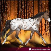 Horse Color:Brown Dun Near Leopard 