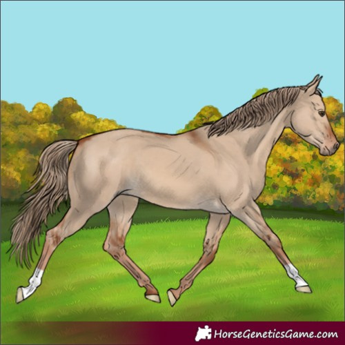 Horse Color:Red Dun